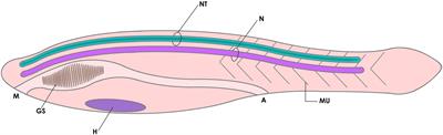 The Enigmatic Reissner’s Fiber and the Origin of Chordates